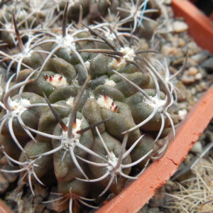 Horridocactus nigricans