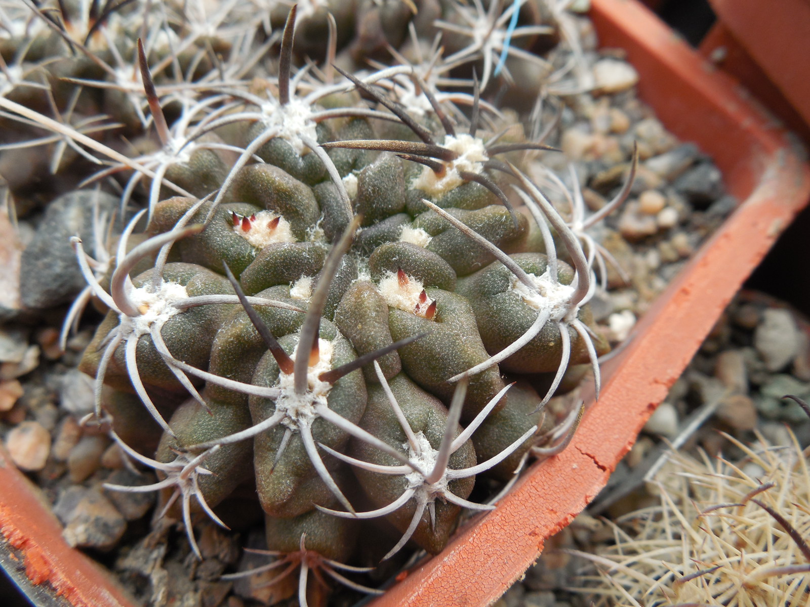 Horridocactus nigricans