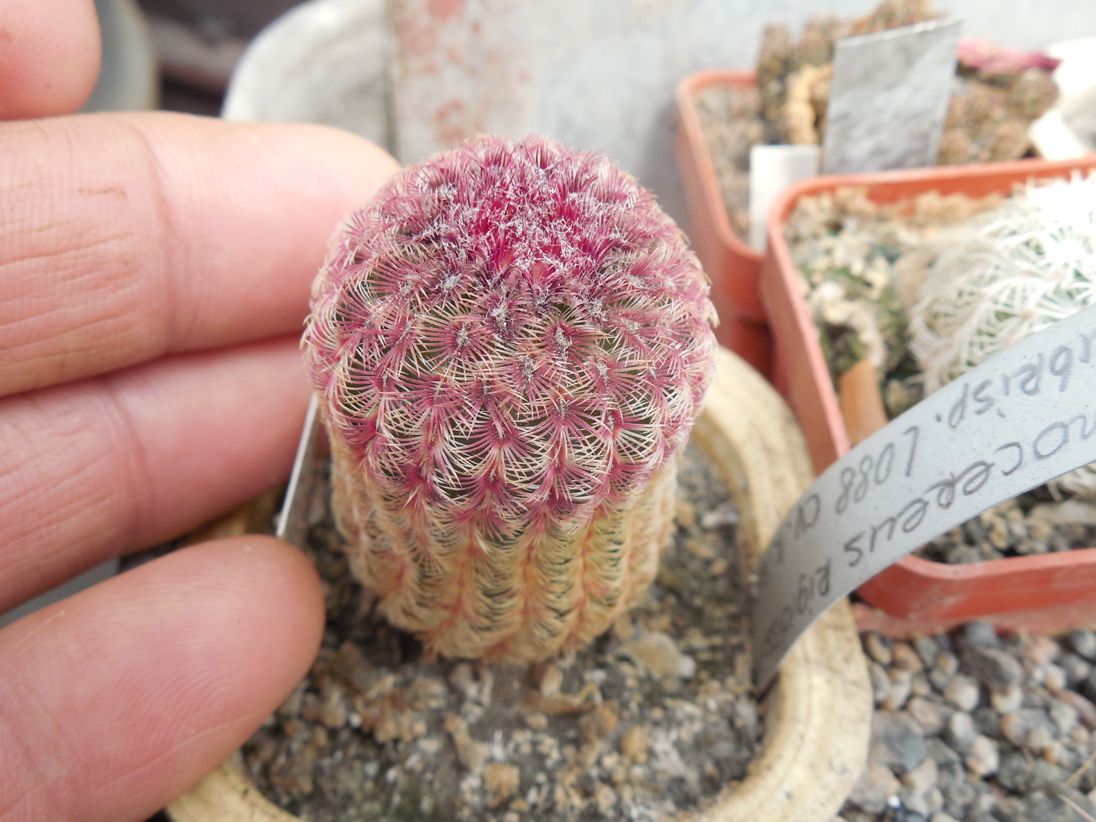 Echinocereus rigidissimus - v.rubrispinus L088 - cv. k.w.Beisel - біла квітка  -PP-