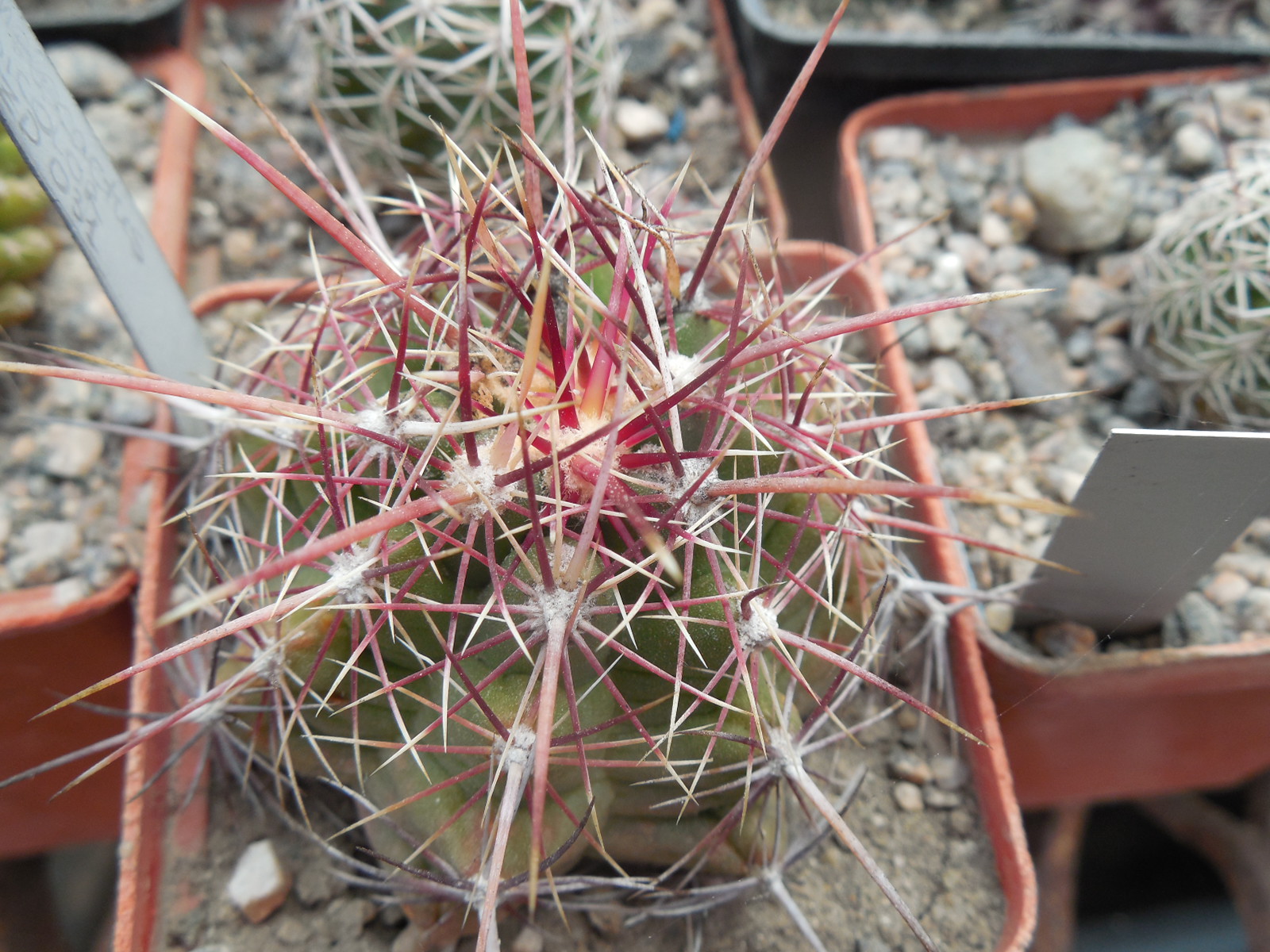 Thelocactus bicolor  VZD 031 - Kupcak