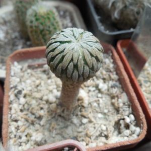 Pelecyphora aselliformis - not grafted -