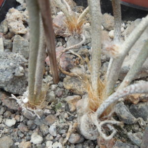 Digitostigma  caput-medusae