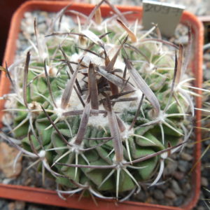 Echinofossulocactus  erectocentrus - Siberia NL 8800 ft. - cold windy peak  - MG -