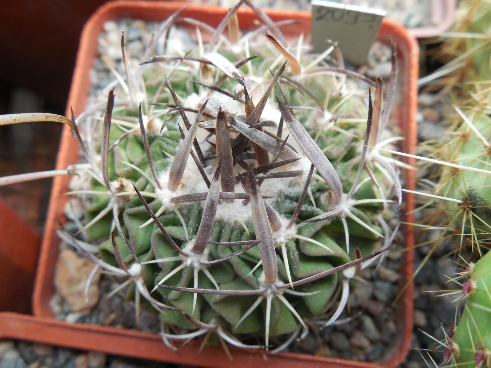 Echinofossulocactus  erectocentrus - Siberia NL 8800 ft. - cold windy peak  - MG -