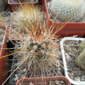 Echinocereus nicholii  SB 1933 - w. Sonoita, Sonora, - MG -