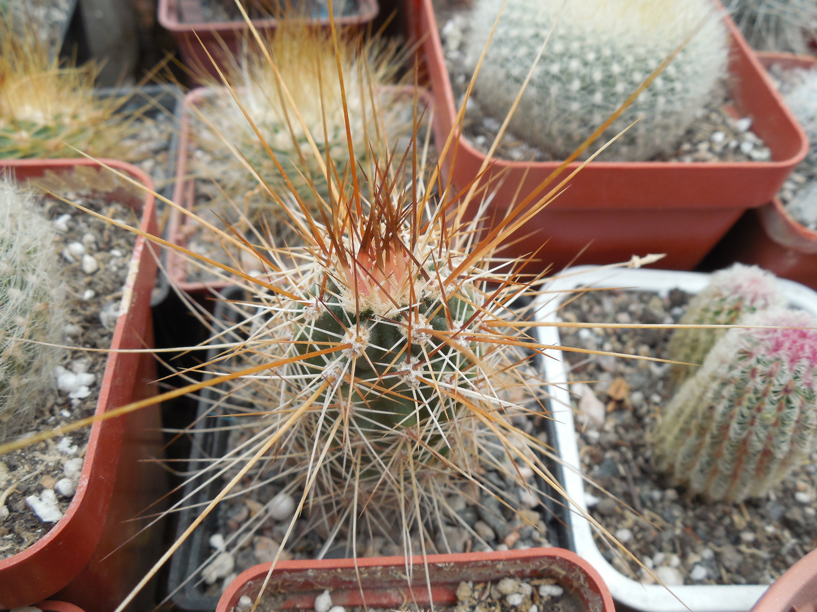 Echinocereus nicholii  SB 1933 - w. Sonoita, Sonora, - MG -
