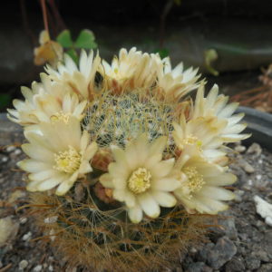 Mammillaria nana