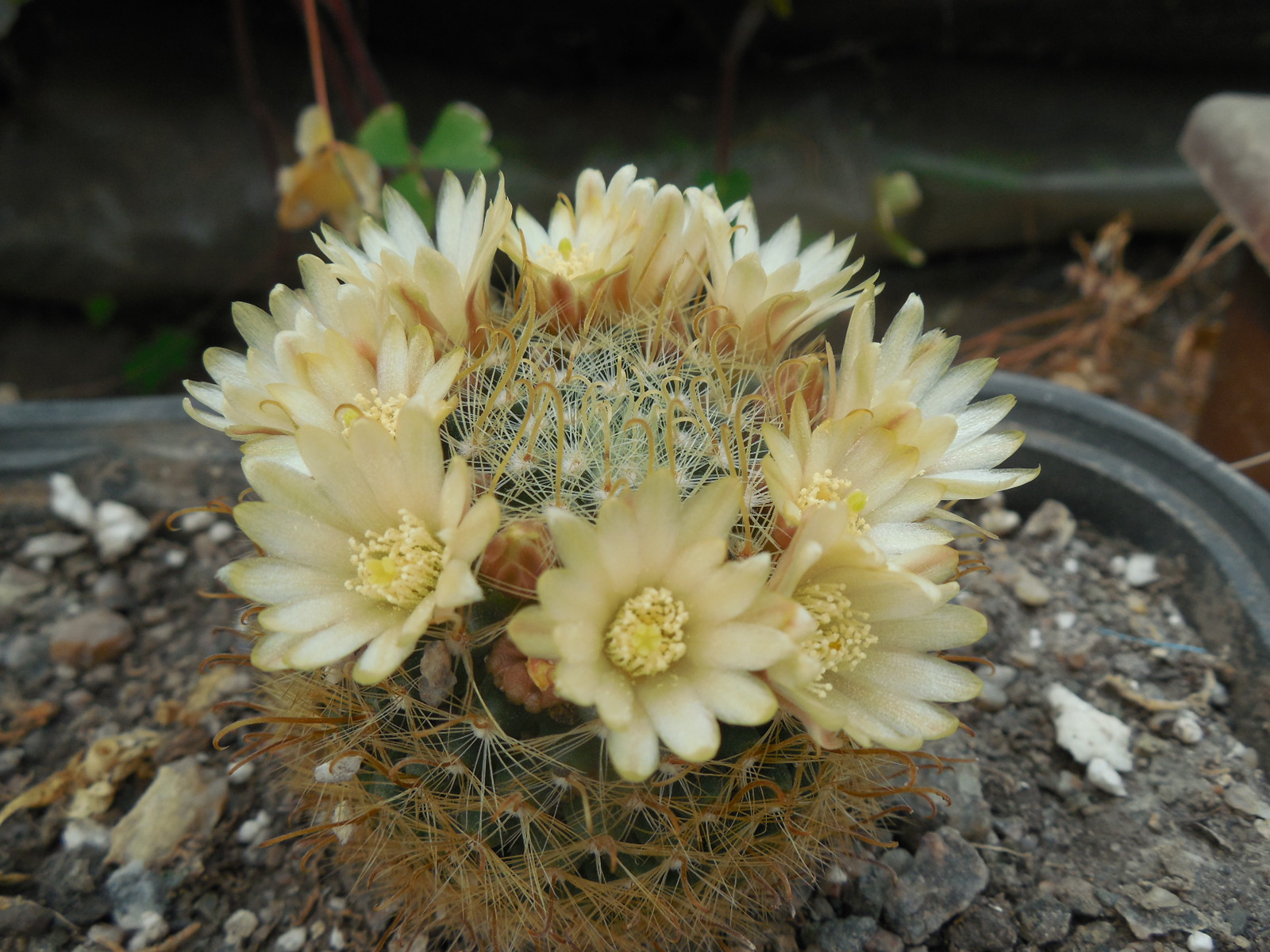 Mammillaria nana