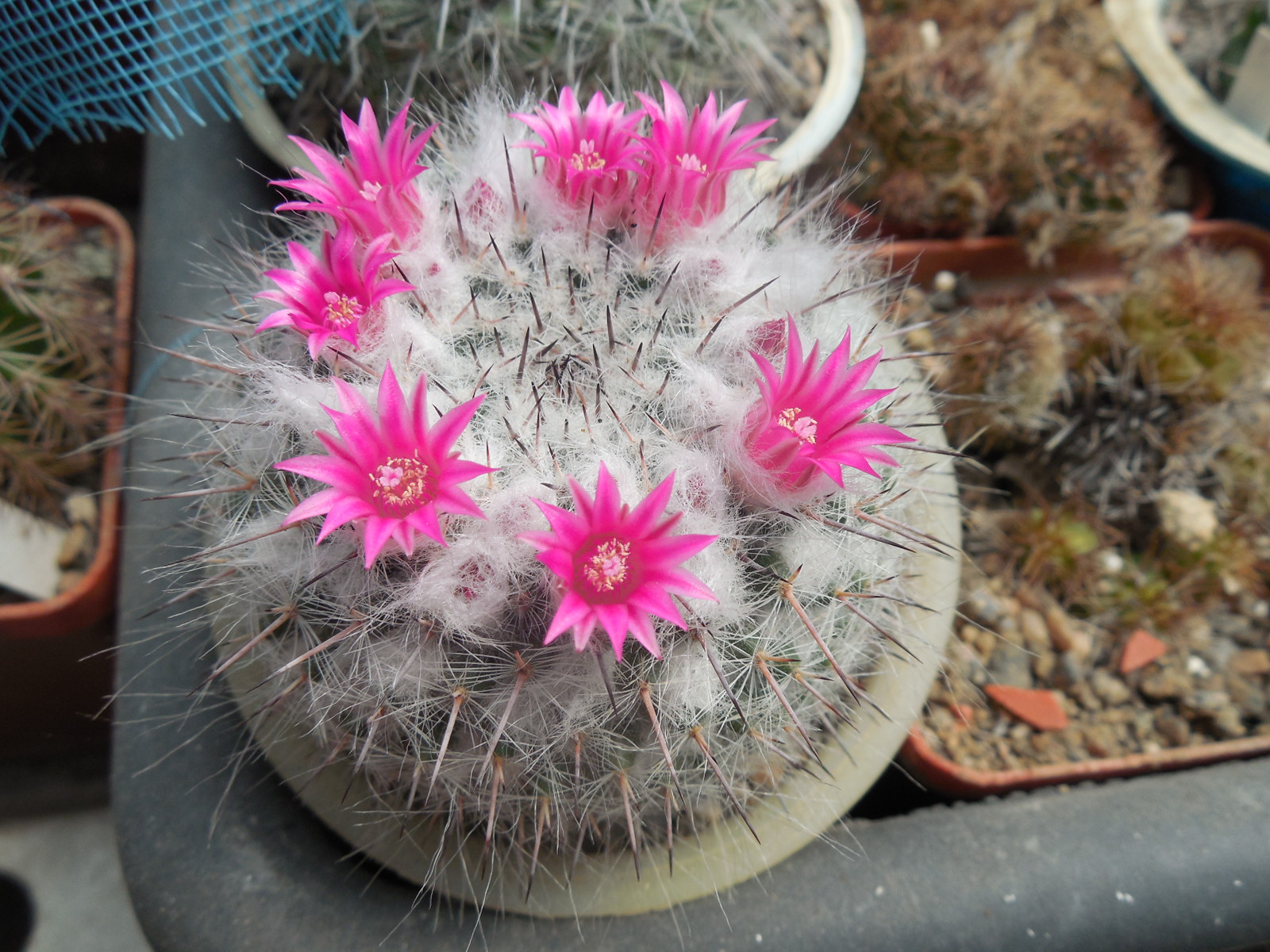 Mammillaria chionocephala ssp. woodsii