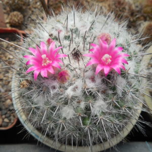 Mammillaria chionocephala ssp. woodsii - відбір