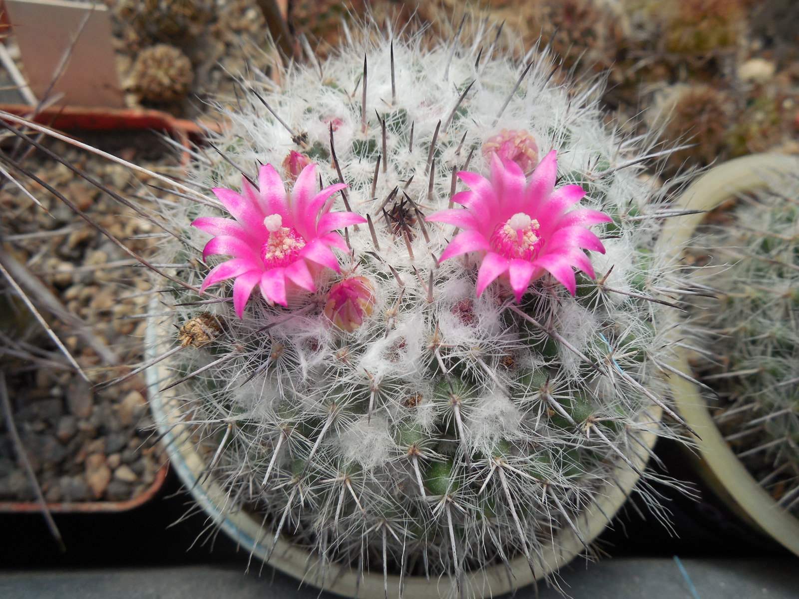 Mammillaria chionocephala ssp. woodsii - відбір