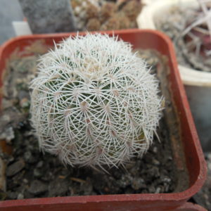 Echinocereus reichenbachii SB 387 - Kimble Co. Tx. /18/ to - 23*C - hearly flat. - MG -