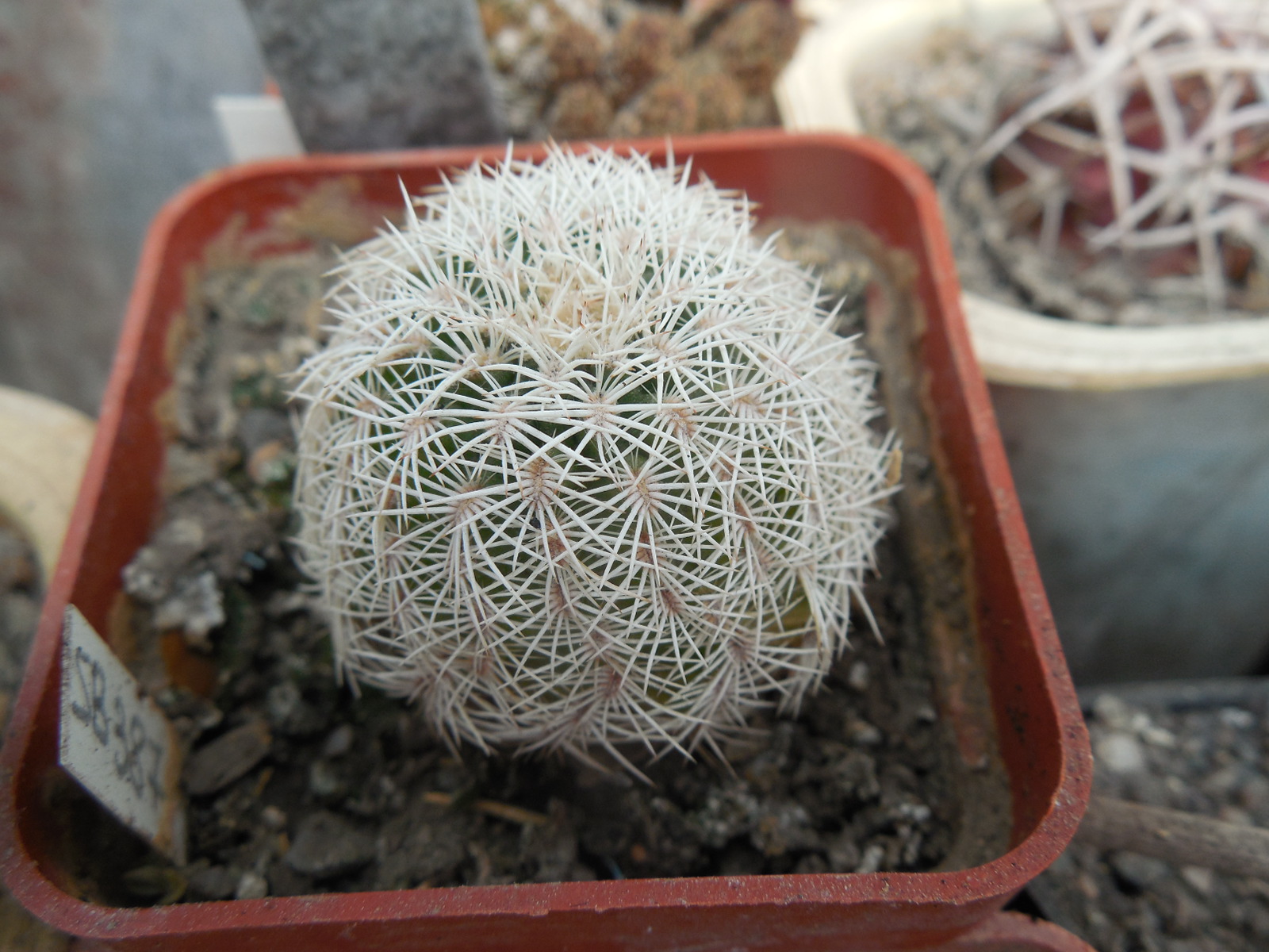 Echinocereus reichenbachii SB 387 - Kimble Co. Tx. /18/ to - 23*C - hearly flat. - MG -