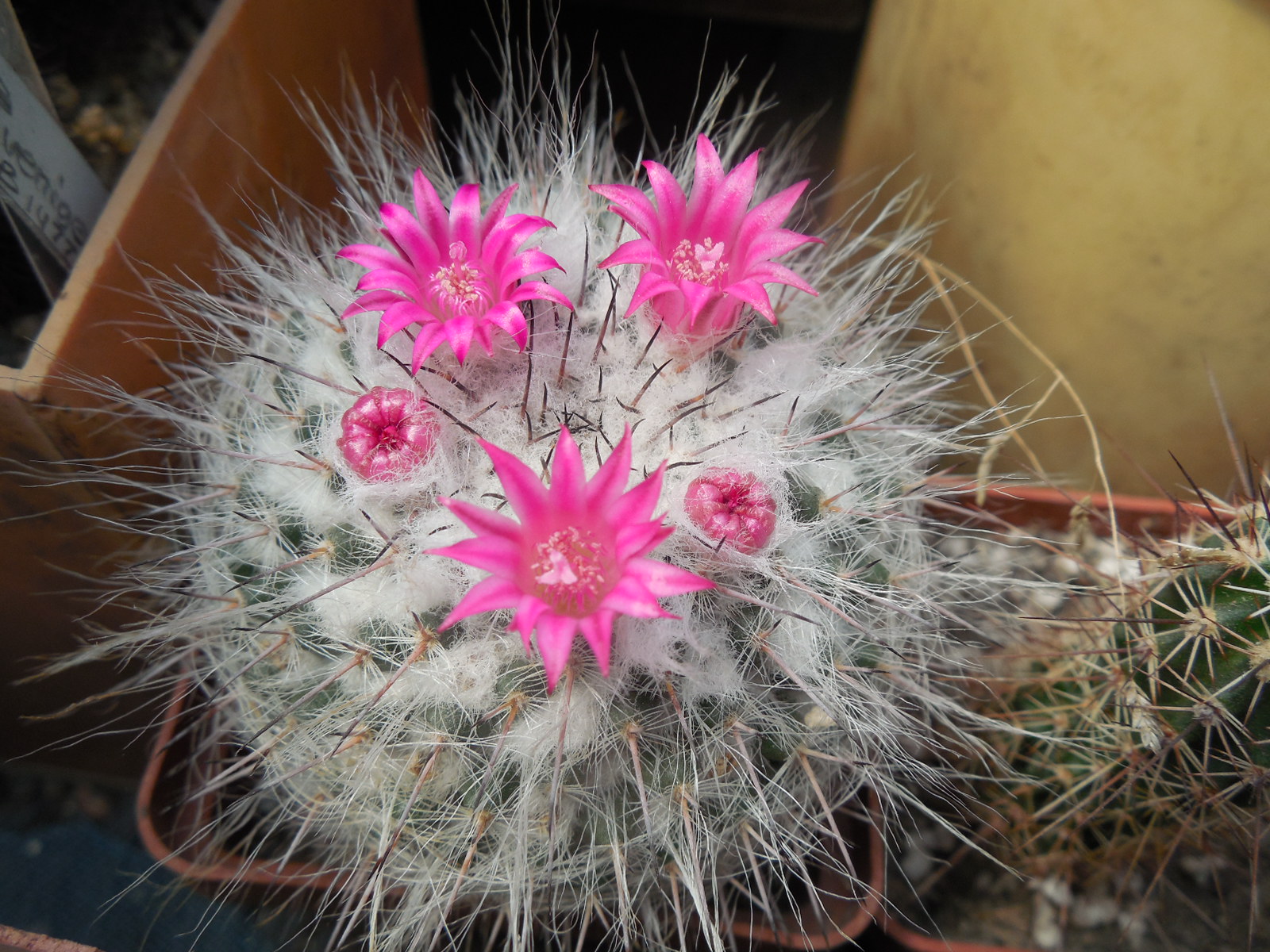 Mammillaria chionocephala ssp. woodsii - відбір