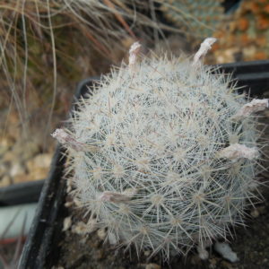 Mammillaria candida SB 466 - MG -