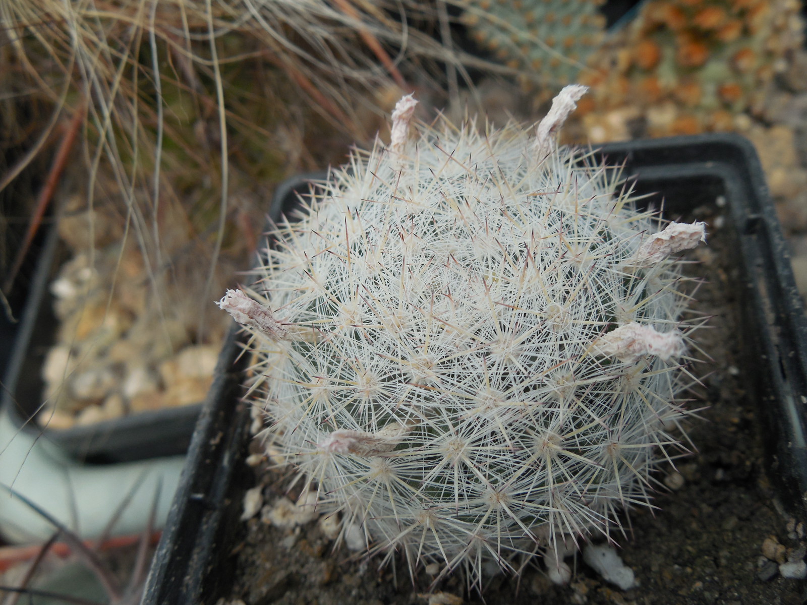 Mammillaria candida SB 466 - MG -