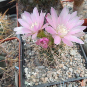 Gymnocalycium neuchuberi GN 77 - 363