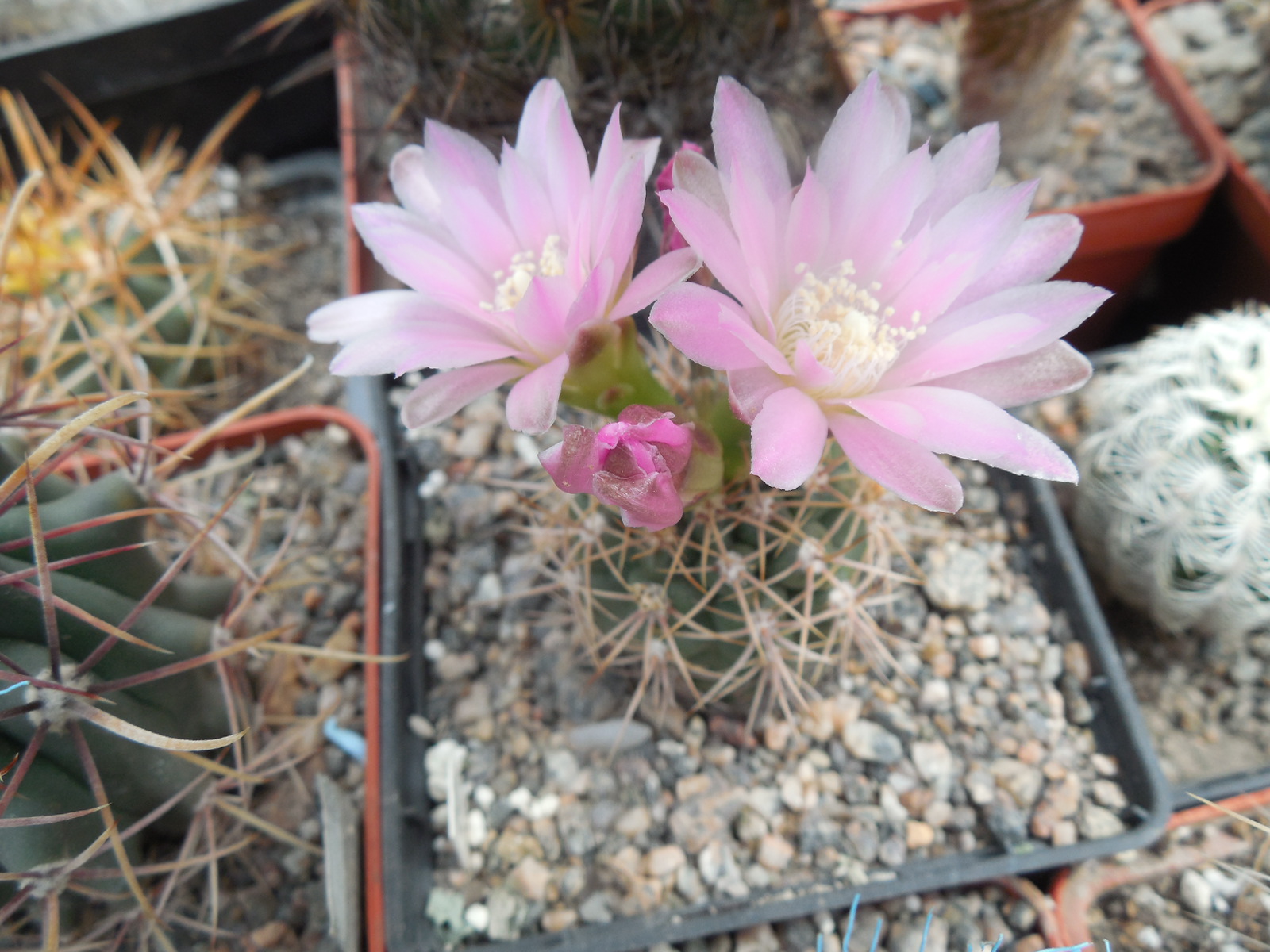 Gymnocalycium neuchuberi GN 77 - 363