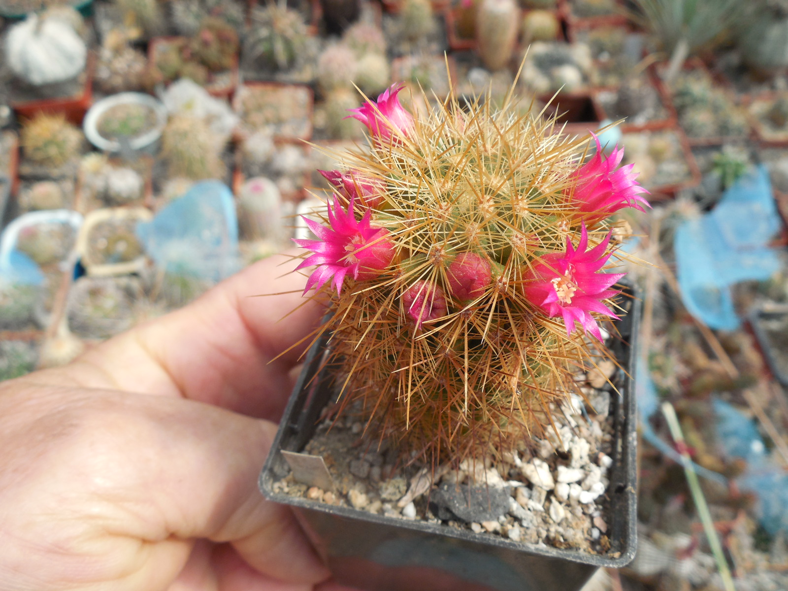 Mammillaria rekoi - v.aureispina - Xolox.  MG