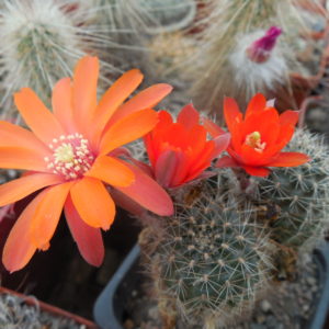 Mediolobivia ritteri