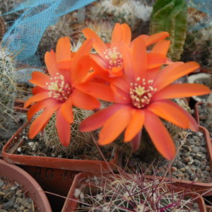 Mediolobivia ritteri