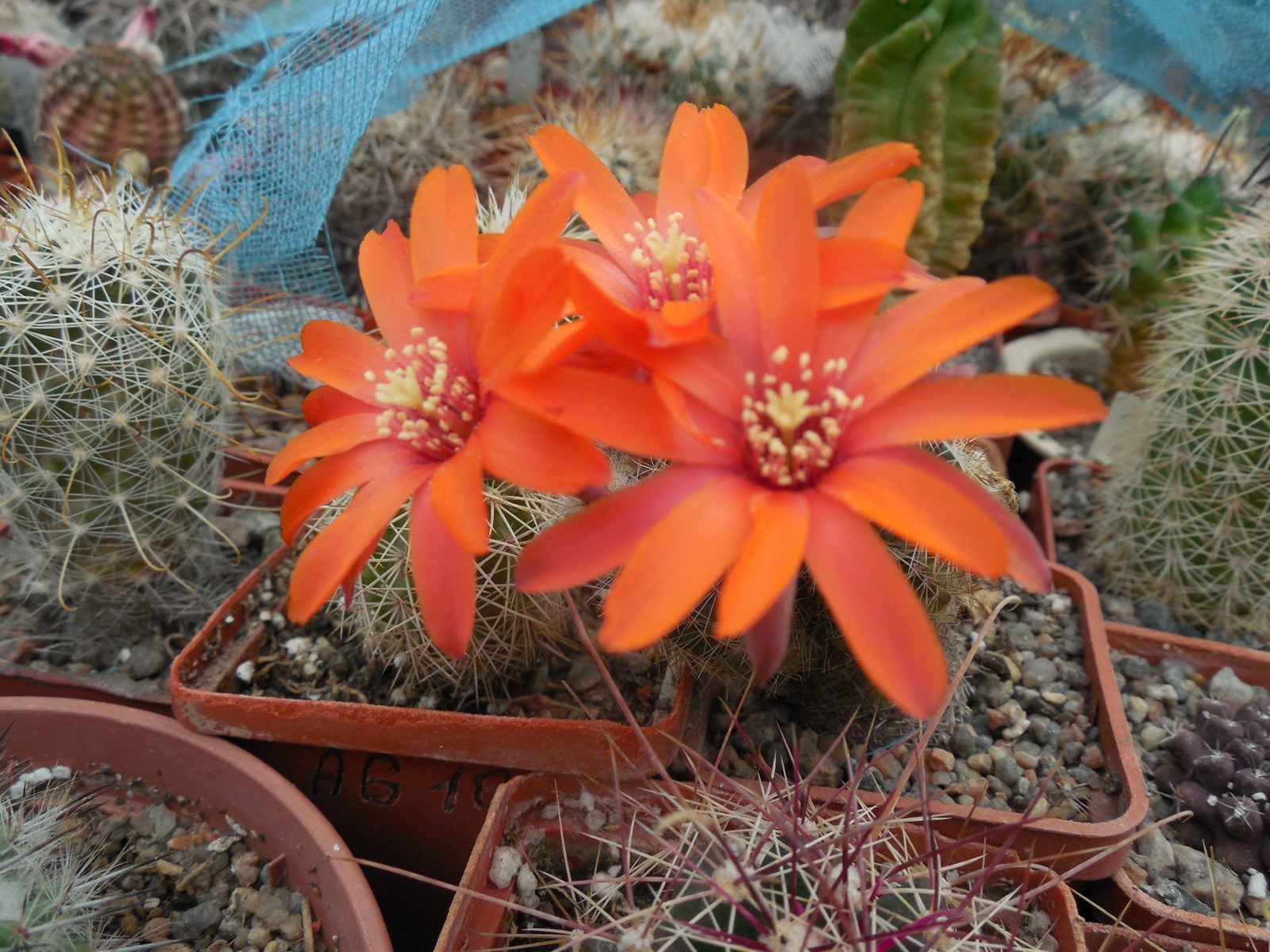 Mediolobivia ritteri