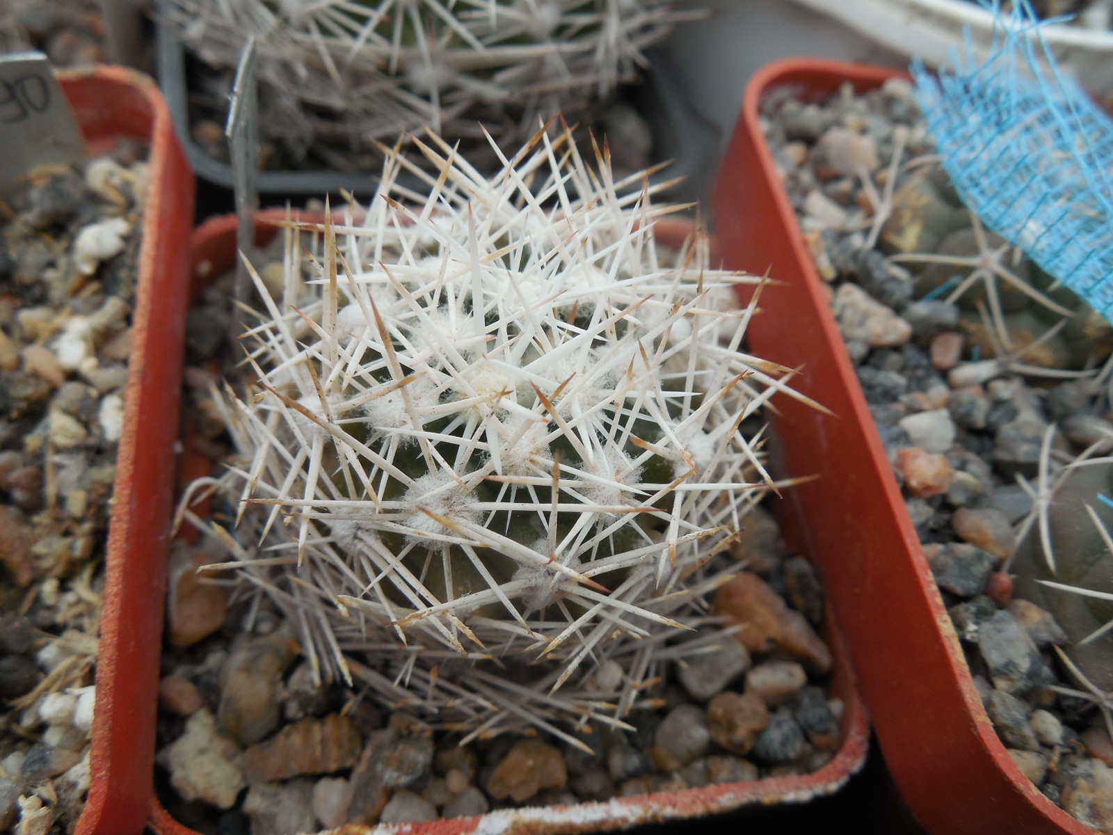 Escobaria robinsorum