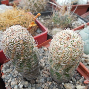 Echinocereus adustus - Chihuahua - GK -