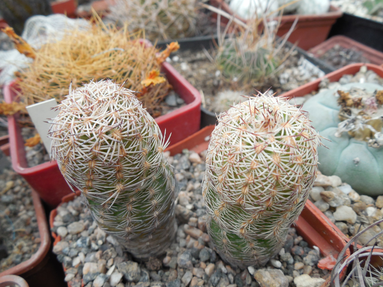 Echinocereus adustus - Chihuahua - GK -
