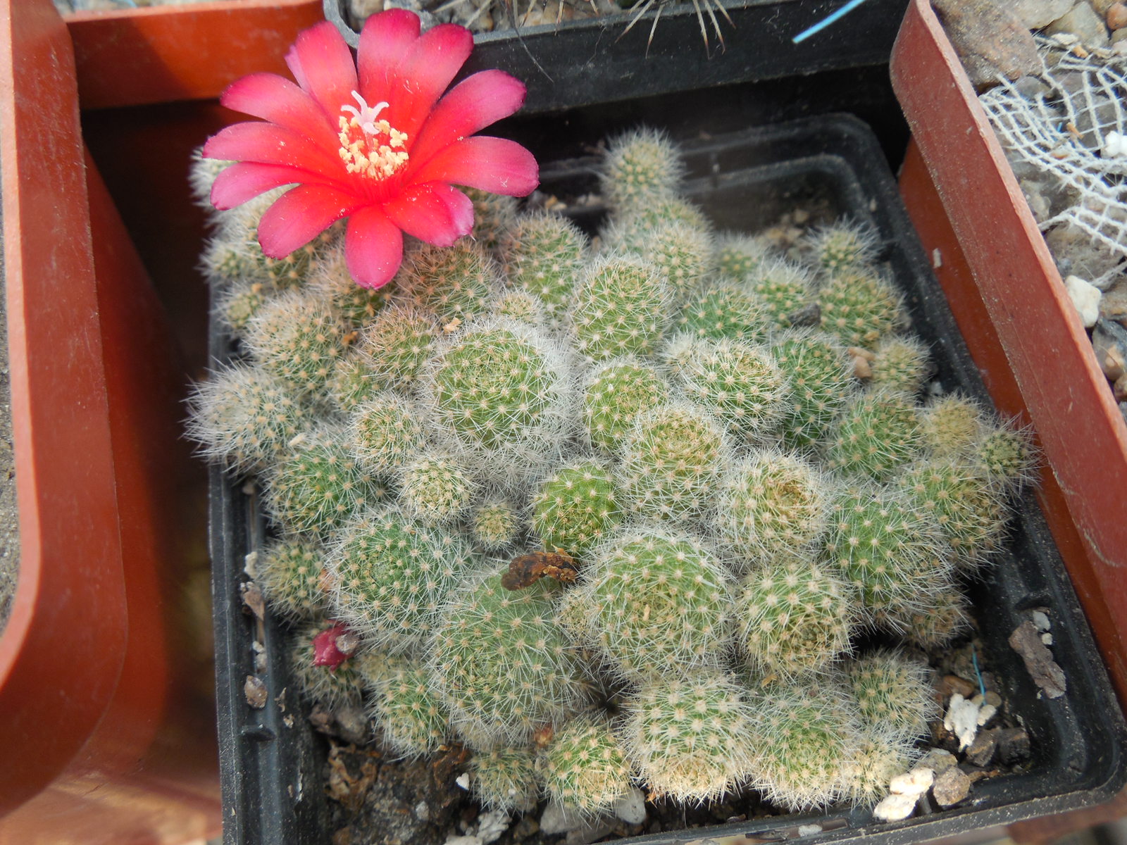 Rebutia cv. minima - red flower