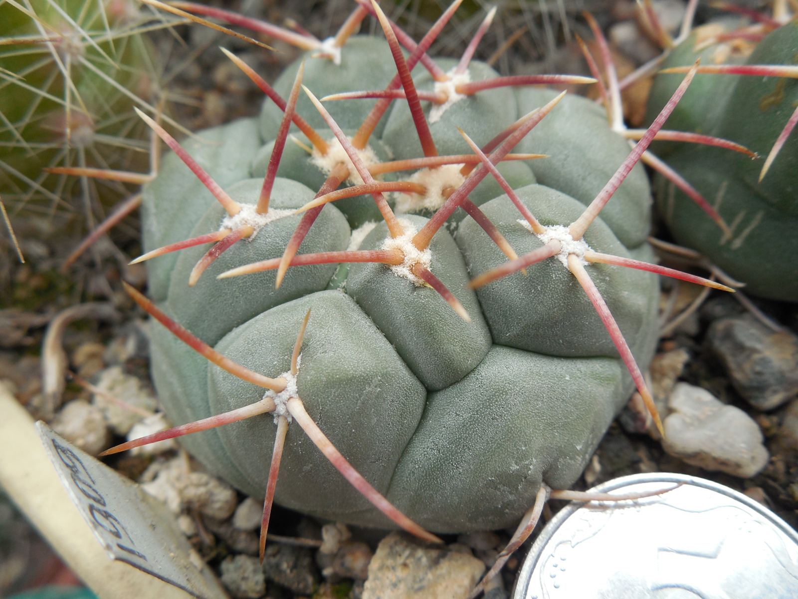 Thelocactus hexaedrophorus - v.kvetae MZ 739 - Villa Juarez, SLP. - PK -