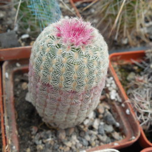 Echinocereus rigidissimus - cv. "thick" A.Plapp x rigidissimus - v.rubispinus