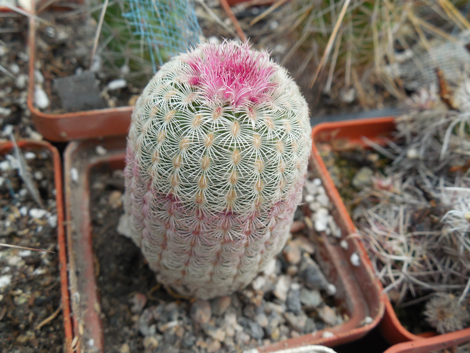 Echinocereus rigidissimus - cv. "thick" A.Plapp x rigidissimus - v.rubispinus