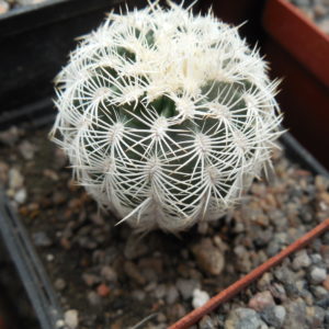 Echinocereus reichenbachii SB 387 - Kimble Co. Tx. /18/ to - 23*C - hearly flat. - MG -