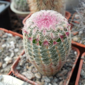 Echinocereus rigidissimus - cv. "thick" A.Plapp x rigidissimus - v.rubispinus