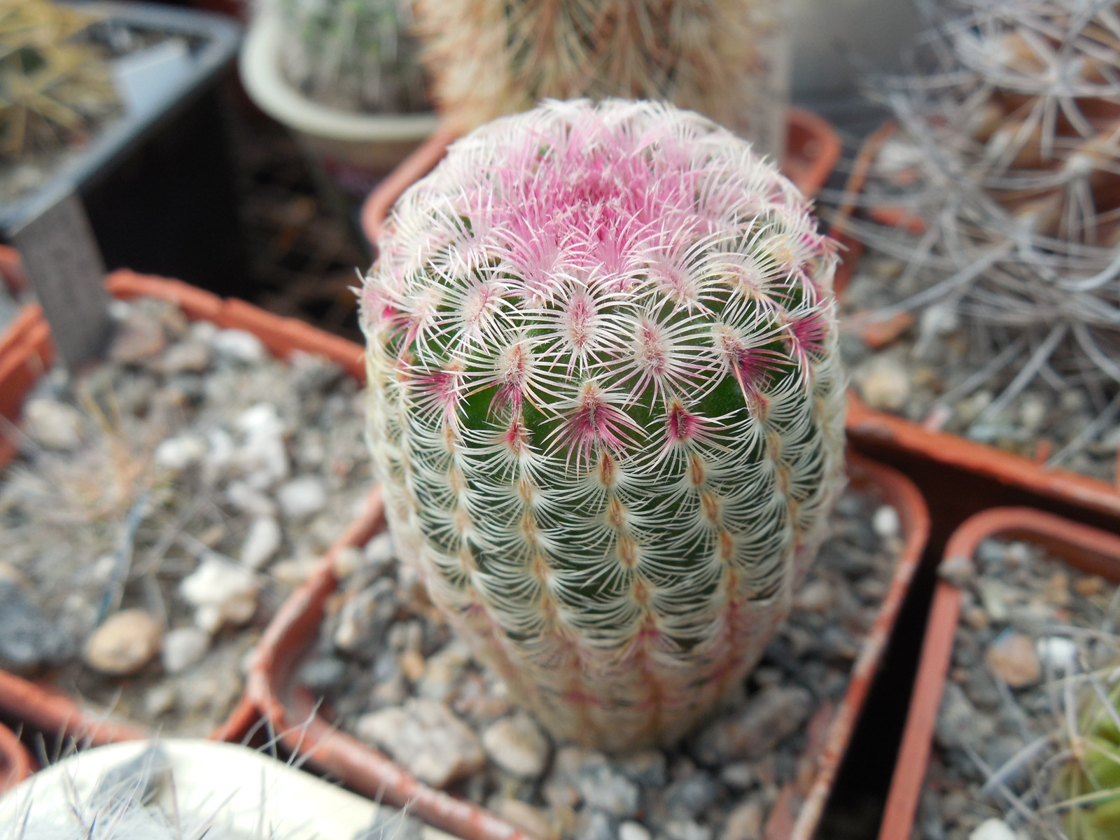 Echinocereus rigidissimus - cv. "thick" A.Plapp x rigidissimus - v.rubispinus