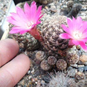 Sulcorebutia breviflora - L 314  A. Plapp - рожевоквіткова форма