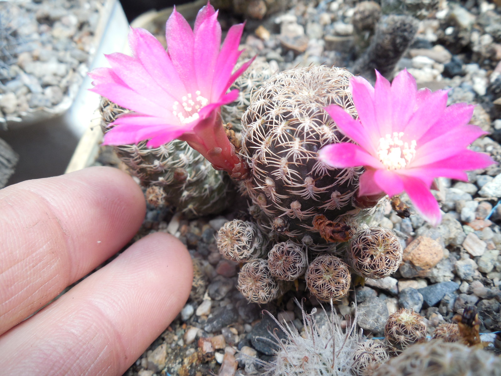 Sulcorebutia breviflora - L 314  A. Plapp - рожевоквіткова форма