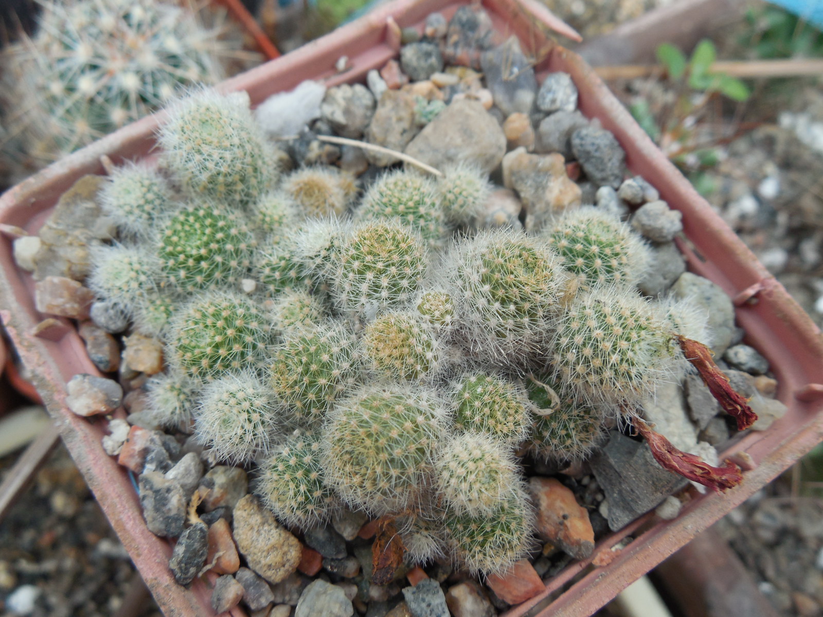 Rebutia cv. minima - red flower