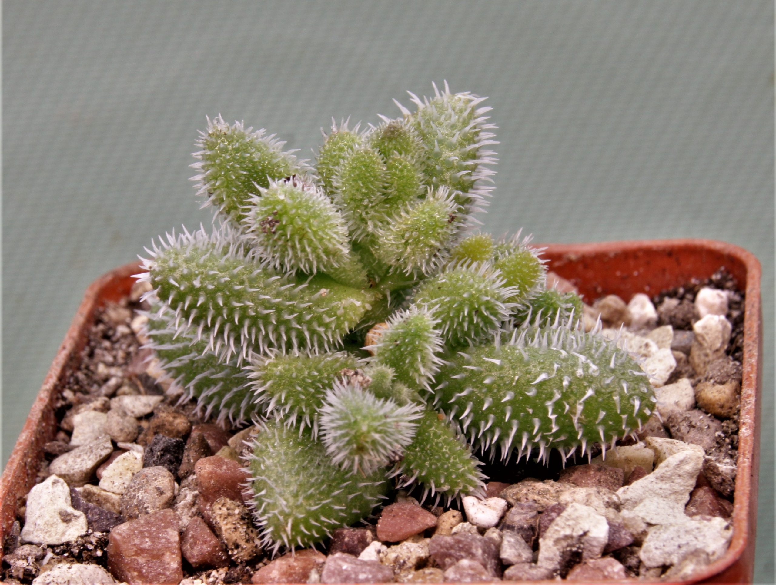 Delosperma-echiatum