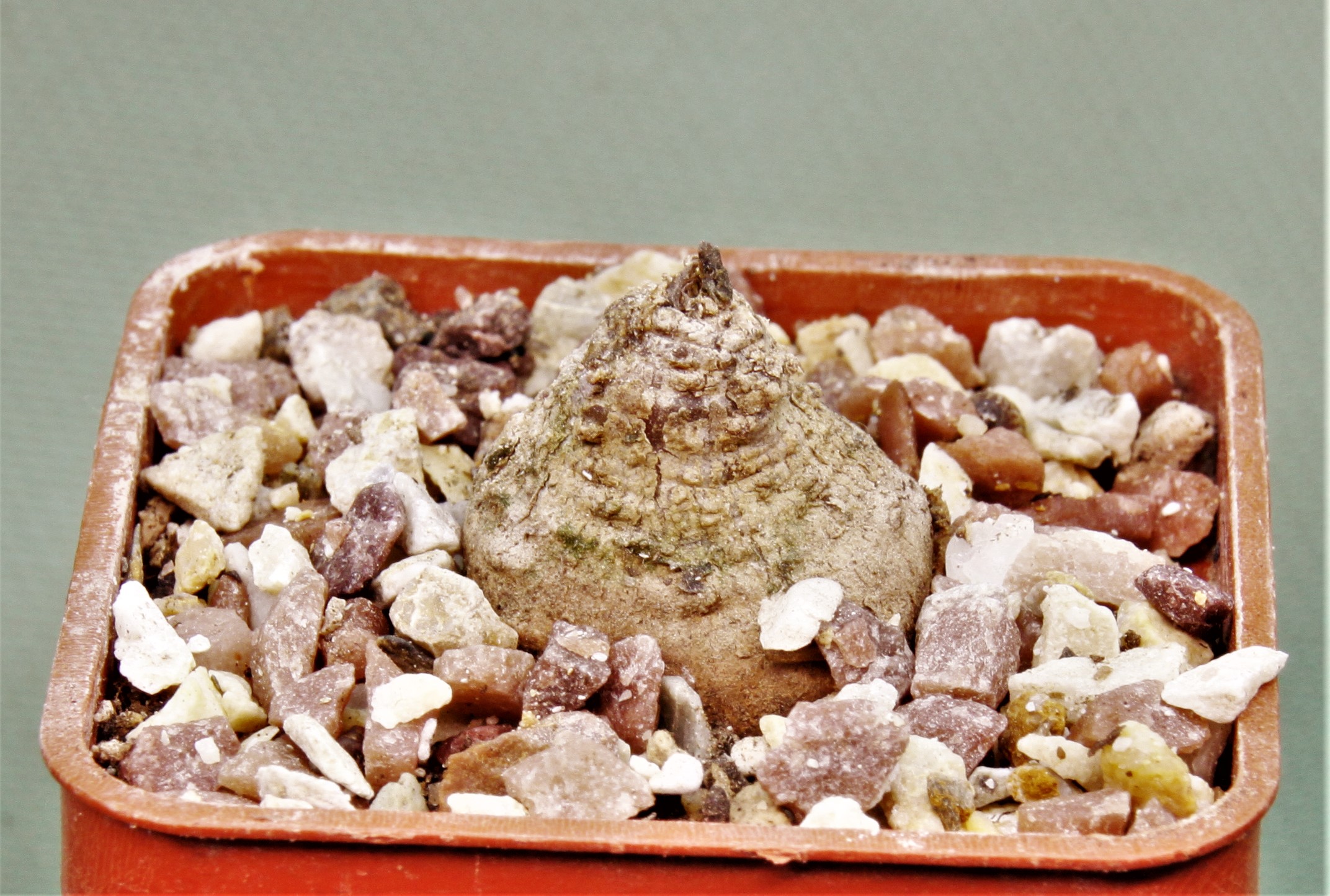 Dorstenia-barminiana-1