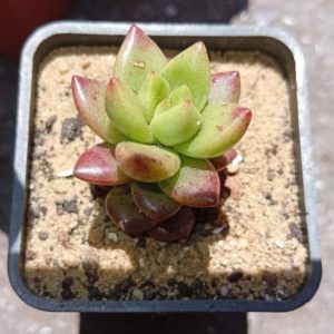 Echeveria Apple Blossom