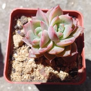 Echeveria Flowers Song 2