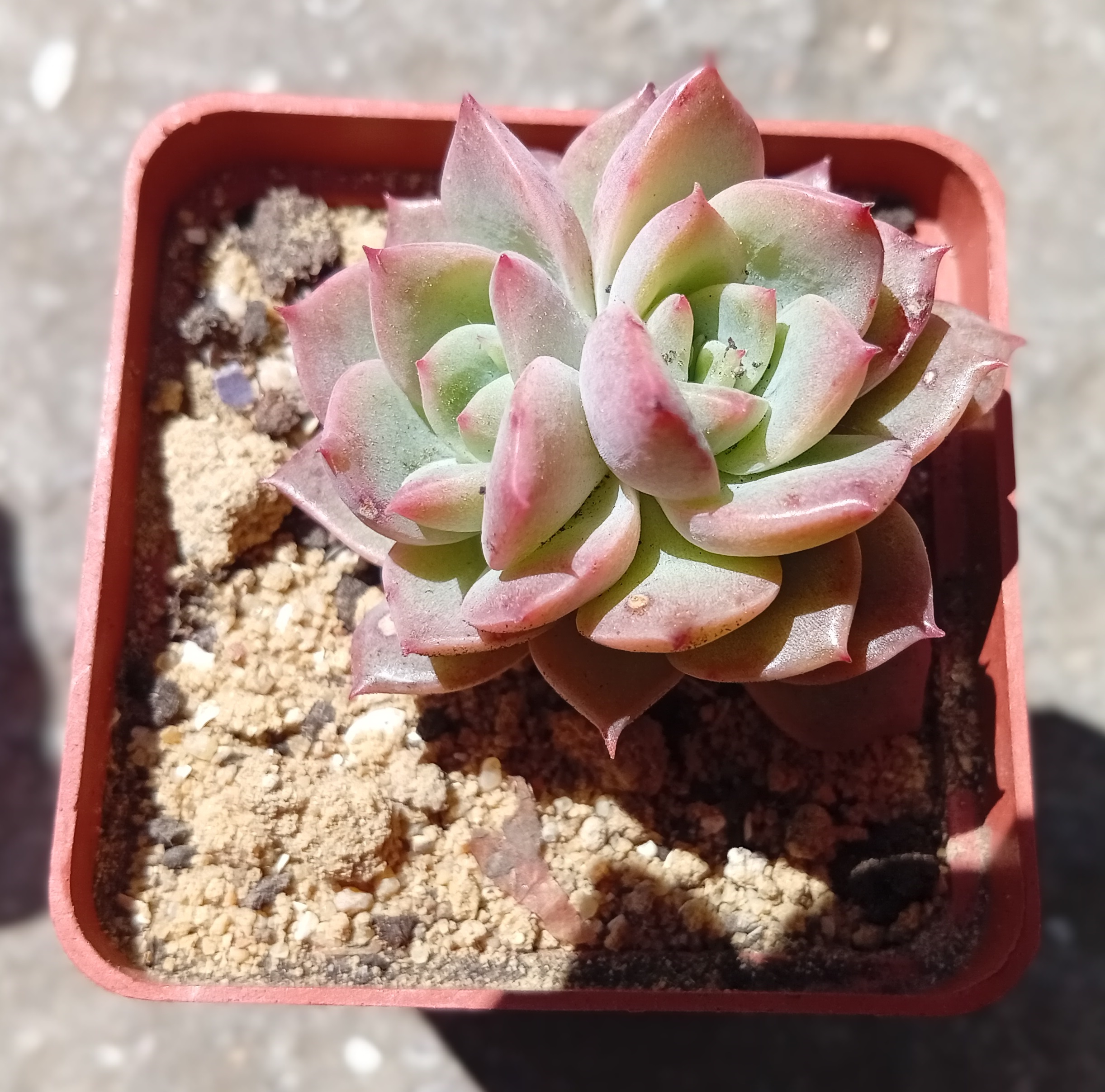 Echeveria Flowers Song 2