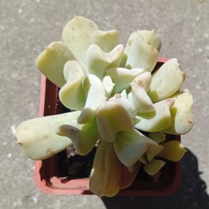 Echeveria runionii Topsy Turvy