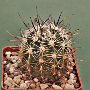 Echinocereus-lindsay
