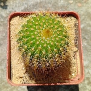 Notocactus leninghausii 'inermis'