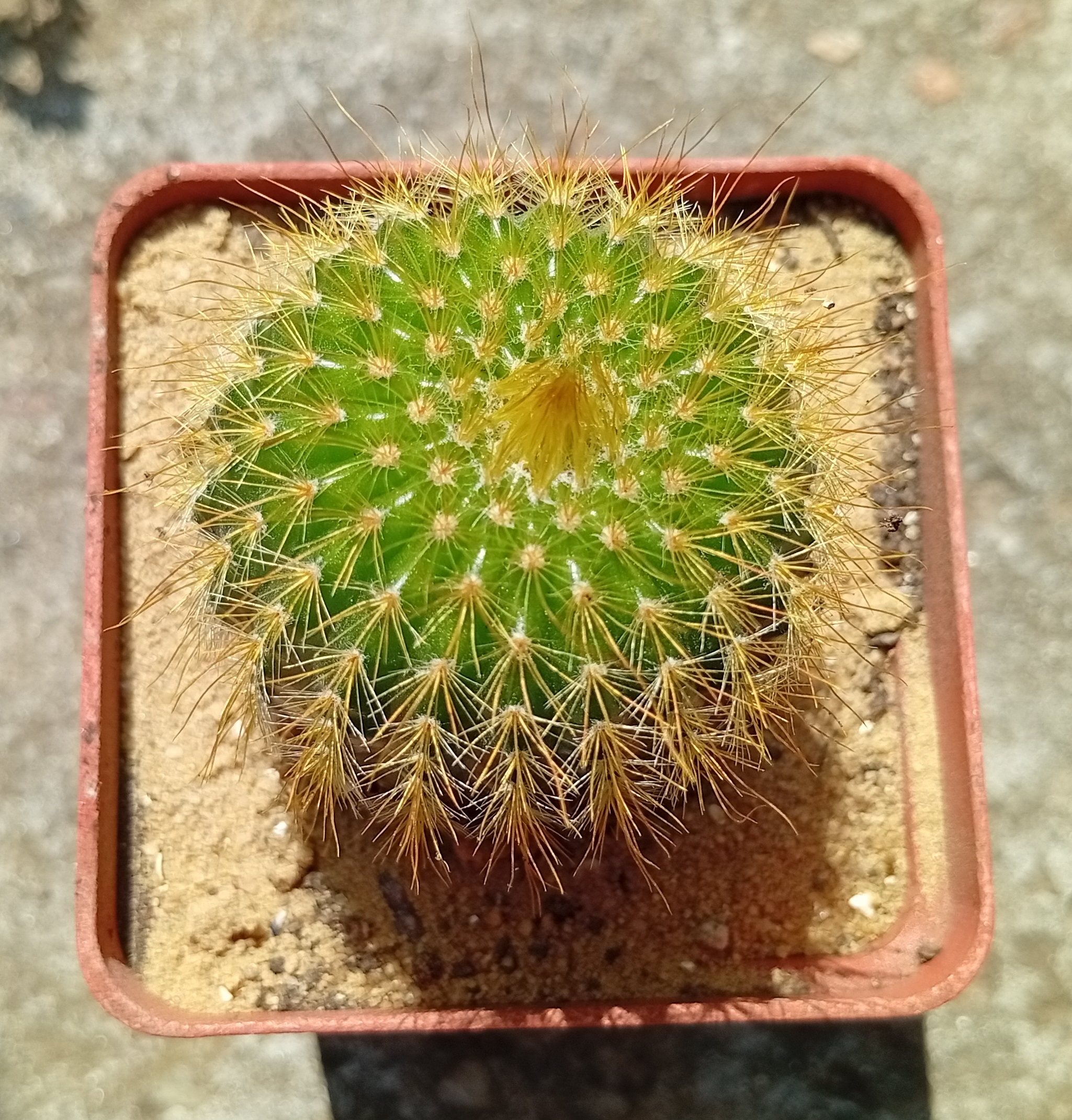 Notocactus leninghausii 'inermis'