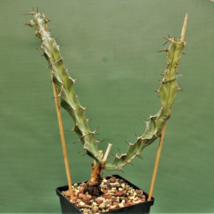 Euphorbia-buruana. Kenya