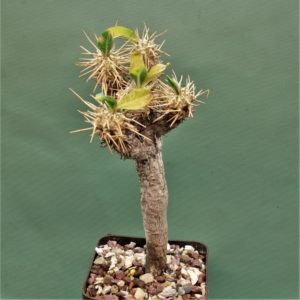 Euphorbia-guillaumeniana-Port-Berge-Madagascar.